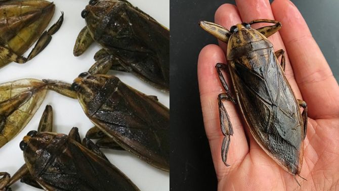 Việt Nam có loài vật quý hiếm nhưng thơm ngon khó cưỡng, giá hàng triệu đồng/kg được đại gia săn lùng