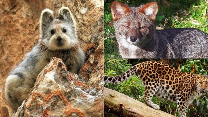 7 loài vật quý hiếm nhất hành tinh sắp biến mất vĩnh viễn, Việt Nam hãnh diện sở hữu 1 loài vô giá