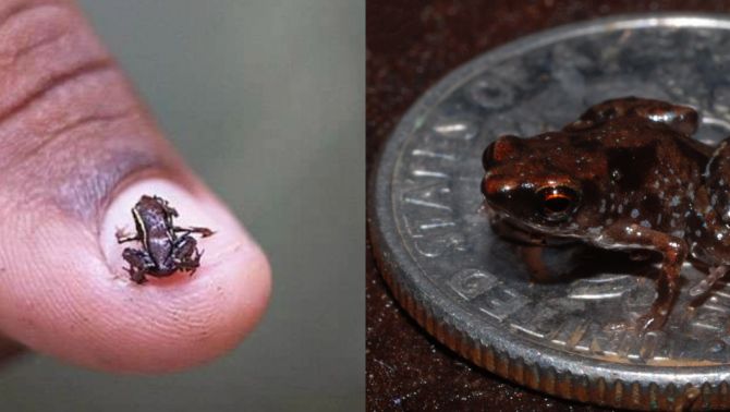 Động vật có xương sống nhỏ nhất thế giới, có kích thước chỉ 7,7mm, có thể bật cao gấp 30 lần chiều dài cơ thể