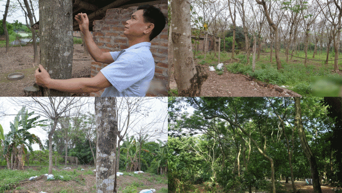 Hai anh em ở Hưng Yên có hơn 1000 gốc cây giá đắt hơn vàng: Từng được săn lùng ráo riết với giá 2,3 tỷ/kg