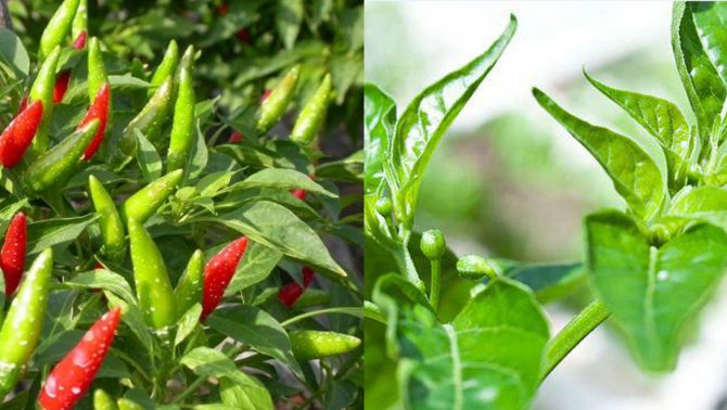 Loại lá cực tốt cho sức khỏe, hạn chế tai biến mạch máu não nhưng lại bị người Việt Nam lãng quên