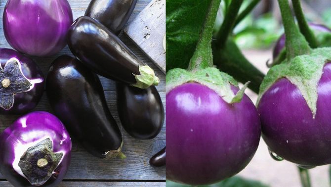 Loại cây có chứa chất chống ung thư và ngăn ngừa cực hiệu quả, tại Việt Nam được bày bán tràn lan