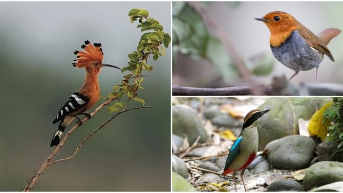Top 10 loại chim quý, có tên độc lạ nhất Việt Nam: Tiếng kêu đặc trưng ‘Bắt cô trói cột’, ‘khát nước’…