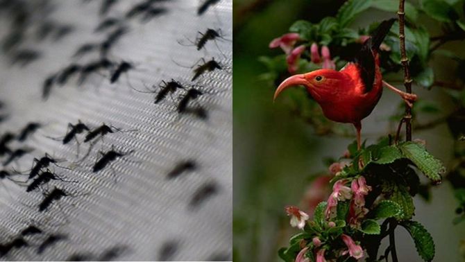 Huy động hàng triệu con muỗi để giải cứu loài động vật sắp tuyệt chủng, thế giới nín thở dõi theo