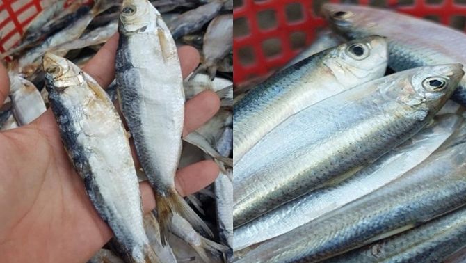 Việt Nam có loại cá giàu omega3, giá rẻ chỉ bằng 1/4 cá hồi: Thơm ngon bổ dưỡng, ăn vào là nhớ mãi