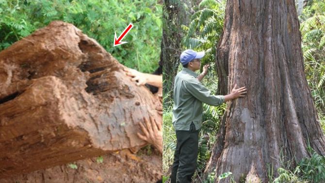 Việt Nam là nước duy nhất có quần thể cây gỗ quý hiếm sắp tuyệt chủng: Sinh vật cổ 'vô sinh' chỉ còn 162 cây