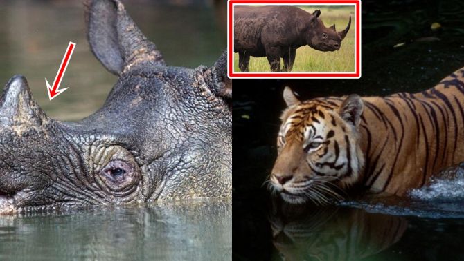 10 loại thú quý hiếm nhất trong sách đỏ, cả thế giới chung tay bảo tồn: Có 1 loại đã bị tuyên bố tuyệt chủng ở Việt Nam 