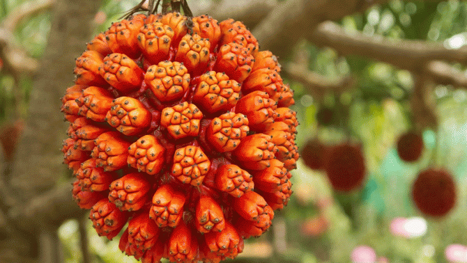 Loại quả là vị thuốc quý ngàn năm của nhiều nước trên thế giới: Mọc dại khắp nơi ở Việt Nam, ít ai biết đến