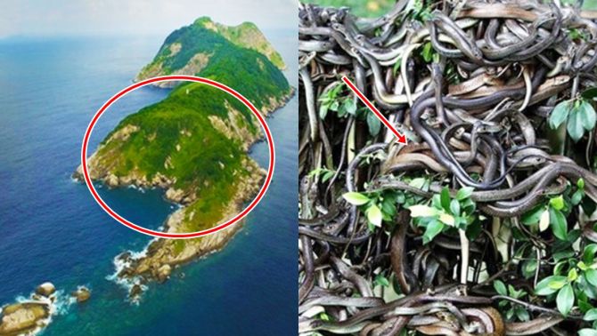Đảo rắn độc nguy hiểm nhất thế giới, không ai được phép cập bến: Hai bước chân là có 1 con rắn độc!