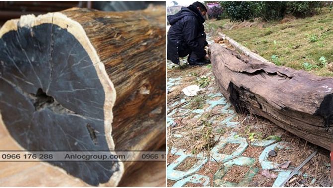 Lão nông vớt được khúc gỗ nặng 600kg ở ven sông: Cưa 1 miếng ra, ngã ngửa là gỗ quý đắt đỏ bậc nhất