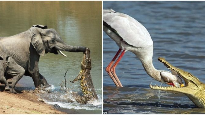 Sự thật việc cá sấu khóc không ngừng khi ăn thịt con mồi và nguồn gốc câu nói ‘nước mắt cá sấu’