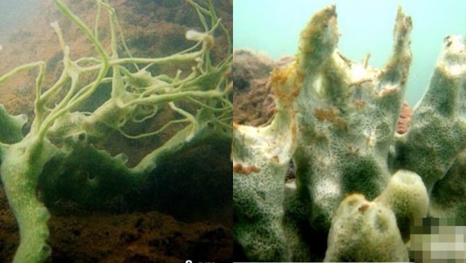 Sinh vật kỳ bí ẩn dấu dưới đáy biển sâu của Việt Nam khiến giới khoa học sửng sốt khi phát hiện ra