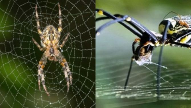 Tại sao loài nhện giăng tơ bắt mồi nhưng không bao giờ bị dính vào bẫy của chính mình?
