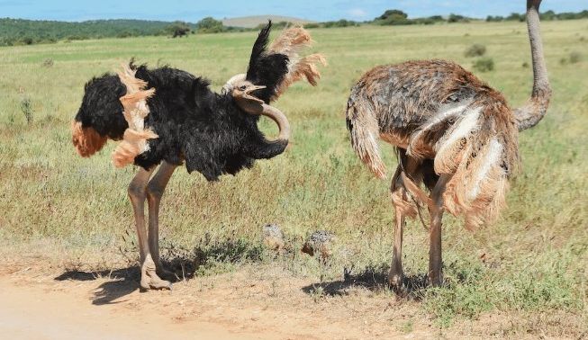 Sự thật về đà điểu mà ít người biết: Là loài chim duy nhất có 2 ngón chân, có mắt to hơn não!