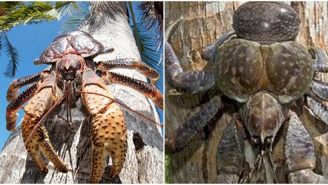 Loài cua là động vật chân đốt sống trên cạn lớn nhất thế giới : Có thể dài tới 1m, giá 6-7 triệu /kg