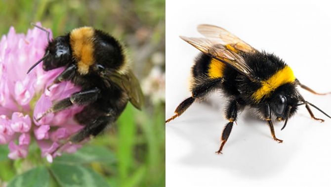 Loài ong bé xíu vô cùng đáng yêu nhưng đang bị 'đe dọa' tính mạng bởi một thứ rất quen thuộc