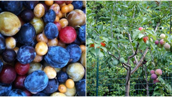 Loài cây cho ra 40 thứ quả khác nhau trong cùng một mùa: Mất 5 năm để trồng và ghép