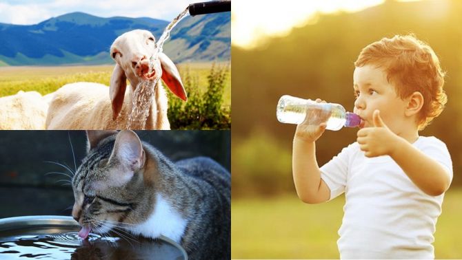 Tại sao động vật uống nước bẩn vẫn không bị bệnh, còn con người ngửi mùi đã không chịu nổi?