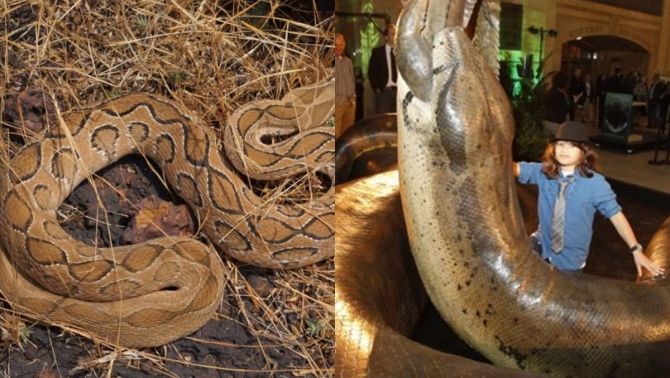Sự thật sốc về loài rắn lớn nhất thế giới, loài nào có nọc độc đủ kết liễu 1 con voi?