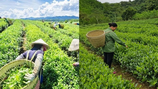 Việt Nam sở hữu ‘vàng xanh’ cực quý hiếm trên thế giới, được các cường quốc săn đón