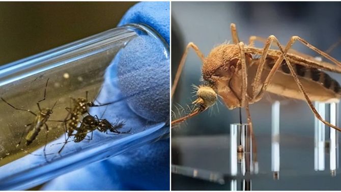 Mỹ thả 2,4 tỷ con muỗi biến đổi gen, các nhà khoa học tiết lộ sự thật về mục đích đằng sau