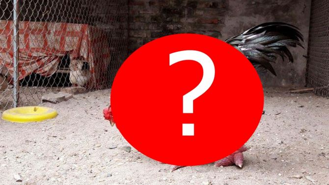 Loài gà của Việt Nam gây bão với truyền thông nước ngoài, có giá lên tới chục triệu một con