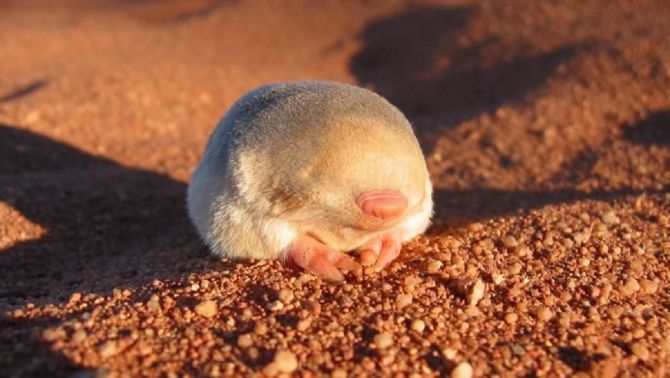 Chuột chũi vàng bất ngờ xuất hiện ở Nam Phi sau 87 năm 'mất tích'