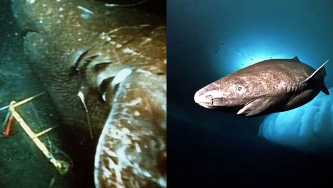 Độc đáo loài cá mập 150 tuổi mới bắt đầu giao phối, 'ân ái' bằng cách ‘cắn’!