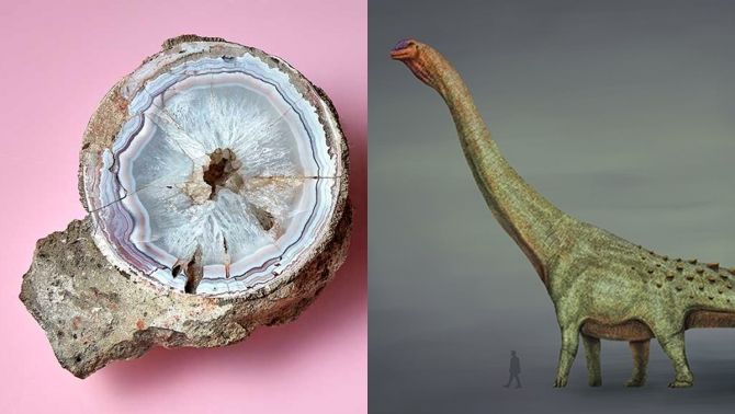 Phát hiện 'hòn đá' mã não tuyệt đẹp hóa ra là trứng khủng long 60 triệu năm tuổi