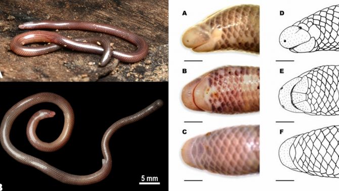 Việt Nam lần đầu phát hiện loài thằn lằn giun mới: Sở hữu nhiều đặc điểm kỳ lạ, rất khó bắt gặp
