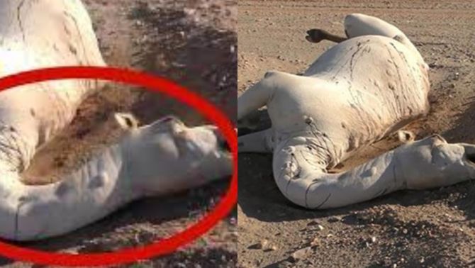 Sự thật về việc không được chạm vào lạc đà chết ở sa mạc: Điều kinh khủng sẽ xảy ra?