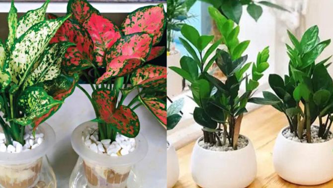 Những loại cây phong thủy mà nhà nào cũng nên có trong năm 2024 để rước lộc về