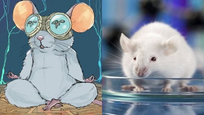 Chuyện lạ có thật: Loài chuột cũng được dùng kính thực tế ảo VR để làm thí nghiệm