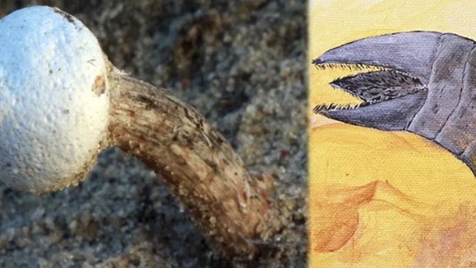 Khám phá loài nấm mới có vẻ ngoài độc lạ được đặt tên theo con giun cát 'quái vật' kinh dị