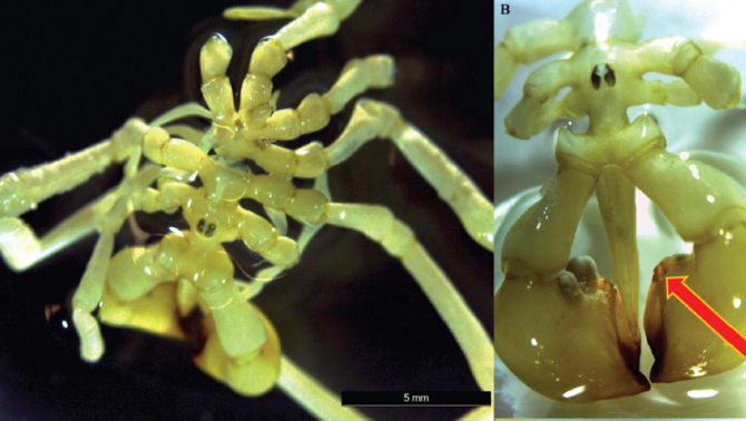 Khám phá loài nhện trông như 'bộ xương khô', sống dưới đáy biển sâu 570 mét