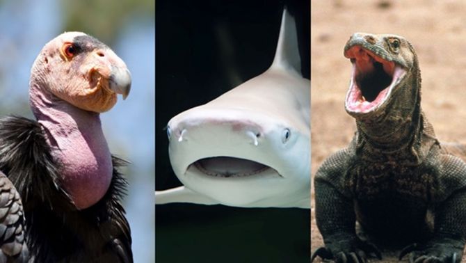 Kì lạ 8 loài động vật sinh con mà không cần con đực giao phối