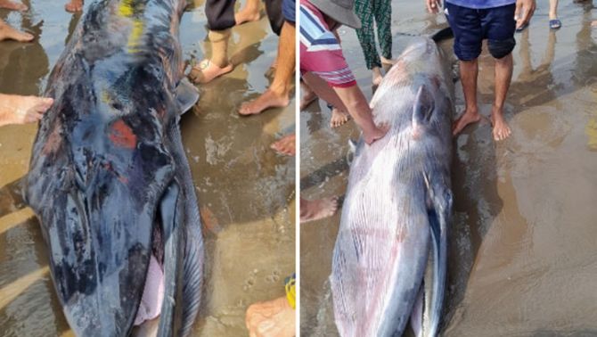 Ngư dân bất ngờ phát hiện cá voi nặng hơn 300kg kiệt sức, trôi dạt vào biển tỉnh Trà Vinh
