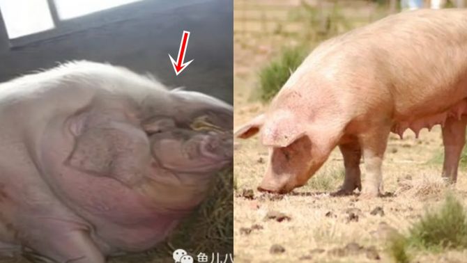 Một con lợn có thể lớn đến mức nào nếu không bị làm thịt? Con số được ghi vào Kỷ lục Guinness thế giới
