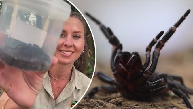 Con nhện nguy hiểm nhất thế giới: Một vết cắn khiến người tử vong sau 15 phút, răng nanh đâm thủng móng tay