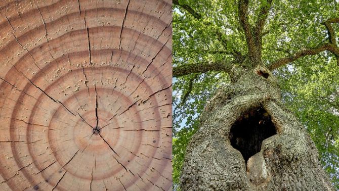 Các vòng trong thân cây gỗ cho chúng ta nhiều thông tin thú vị hơn là số tuổi của cây
