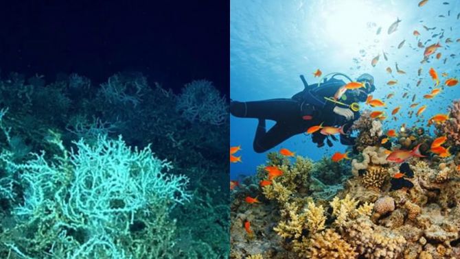 Phát hiện rạn san hô lớn nhất thế giới: Dài hơn 500 km ngang ngửa kích thước một tiểu bang Mỹ