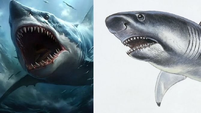 Các nhà khoa học tìm ra bằng chứng cá mập tiền sử khổng lồ Megalodon gầy hơn chúng ta nghĩ