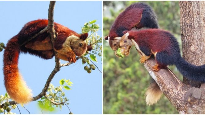 Cận cảnh loài sóc lớn nhất thế giới, có biệt danh sóc ‘cầu vồng’ được Kỷ lục Guinness ghi nhận