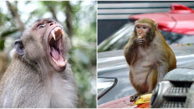 Đừng bao giờ cười hở răng trước 1 con khỉ vì rất dễ bị tấn công, lý do gây bất ngờ