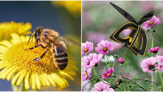 Làm thế nào côn trùng biết hoa nào có phấn, hoa nào không?
