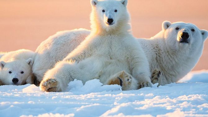 Gấu Bắc Cực có khả năng thích nghi kém khi phải sống trong một mùa hè kéo dài