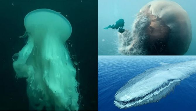 Hé lộ sinh vật dài nhất thế giới, khiến cá voi xanh cũng phải chịu thua, có ngoại hình kỳ dị khó tin