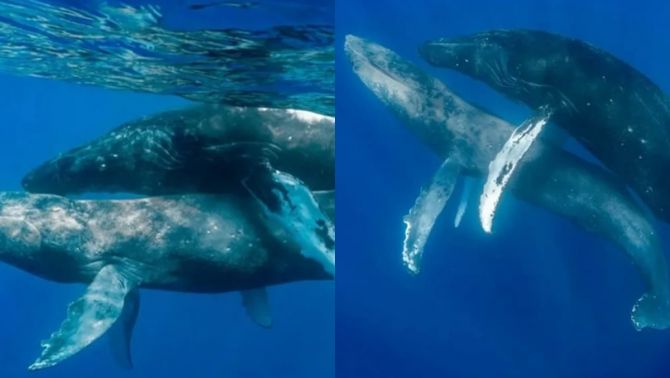 Lần đầu tiên bắt gặp hai con cá voi đực giao phối mãnh liệt giữa biển khơi và cái kết phũ phàng