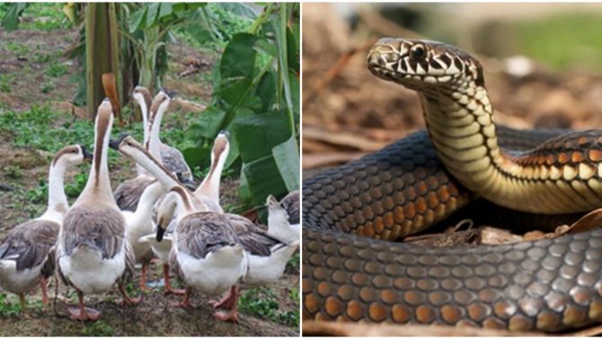 Loài động vật sở hữu ‘siêu năng lực’ có thể khiến rắn khiếp sợ