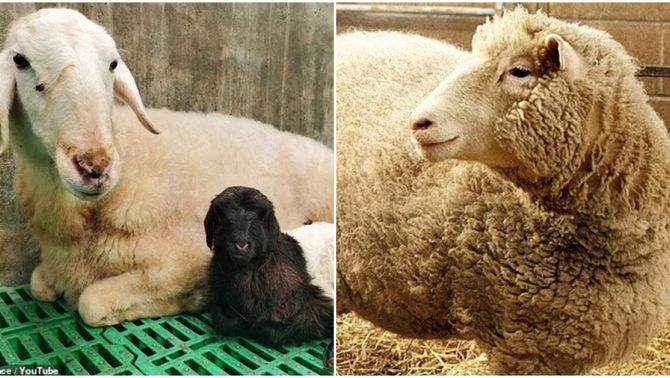 Trung Quốc lần đầu tiên nhân bản thành công dê Tây Tạng bằng kỹ thuật tương tự đã tạo ra cừu Dolly